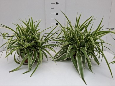 CHLOROPHYTUM ΠΙΑΤΕΛΑ 16 cm