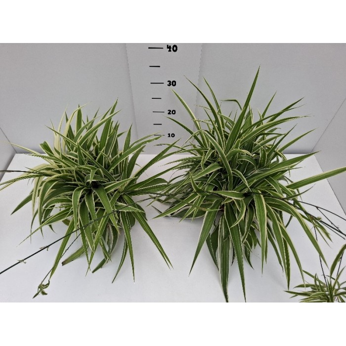CHLOROPHYTUM ΠΙΑΤΕΛΑ 16 cm