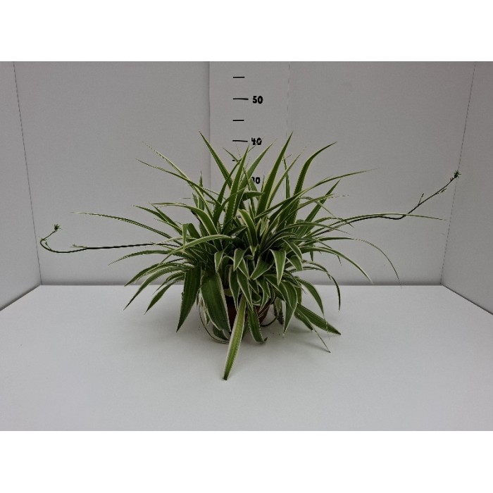 CHLOROPHYTUM ΠΙΑΤΕΛΑ 16 cm
