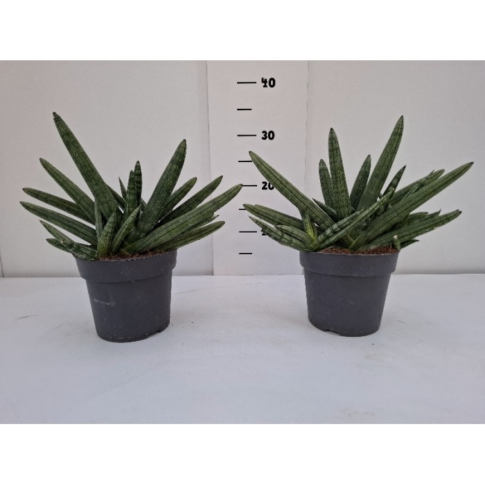 SANSEVERIA BONCELLENSIS ΓΛΑΣΤΡΑ 14 cm