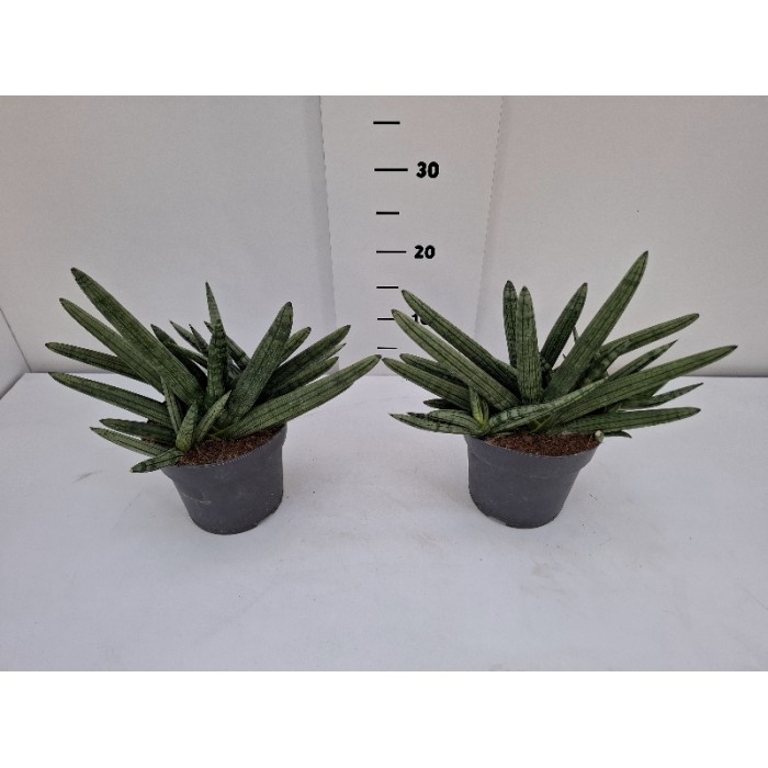 SANSEVERIA BONCELLENSIS ΓΛΑΣΤΡΑ 14 cm