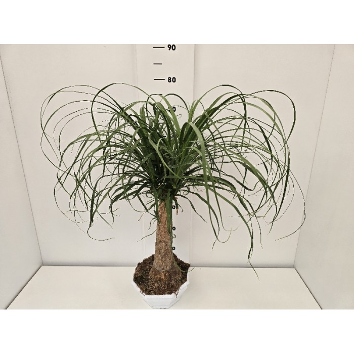 BEAUCARNEA ΓΛΑΣΤΡΑ 22 cm