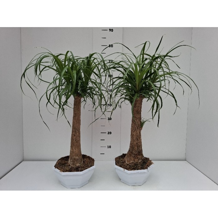 BEAUCARNEA ΓΛΑΣΤΡΑ 22 cm