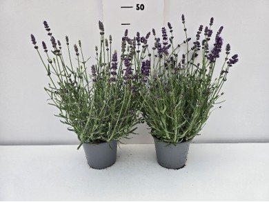 ΛΕΒΑΝΤΑ ΓΛΑΣΤΡΑ 14 cm 1,3 λίτρα