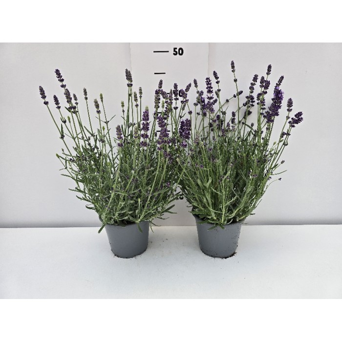 ΛΕΒΑΝΤΑ ΓΛΑΣΤΡΑ 14 cm 1,3 λίτρα