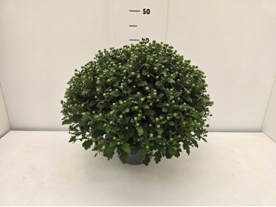 ΧΡΥΣΑΝΘΕΜΑ ΓΛΑΣΤΡΑ 17 cm 2 λίτρα