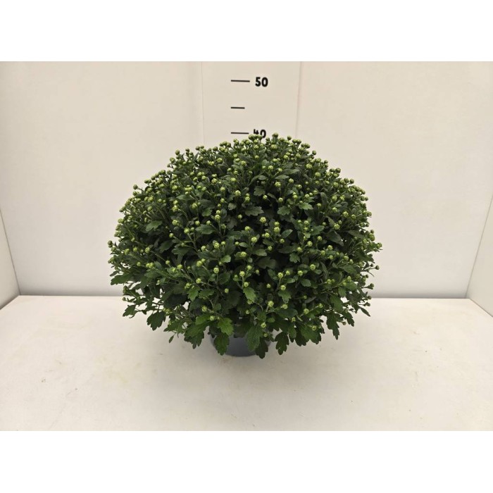 ΧΡΥΣΑΝΘΕΜΑ ΓΛΑΣΤΡΑ 17 cm 2 λίτρα