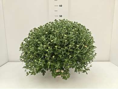 ΧΡΥΣΑΝΘΕΜΑ 3ΧΡΩΜΑ  ΓΛΑΣΤΡΑ 17 cm 2 λίτρα