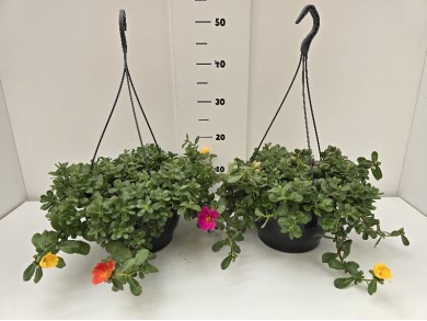ΠΟΡΤΟΥΛΑΚΑ 3ΧΡΩΜΟ ΚΡΕΜΑΣΤΗ ΠΙΑΤΕΛΑ 23 cm 3,7 λίτρα