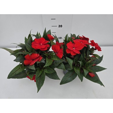 ΕΡΩΤΑΣ ΝΓ ΓΛΑΣΤΡΑ 14 cm 1,3 λίτρα