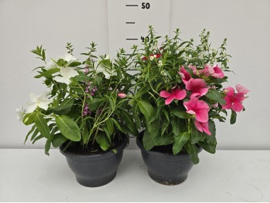 ΣΥΝΘΕΣΗ ΓΛΑΣΤΡΑ 19 cm 2,4 λίτρα