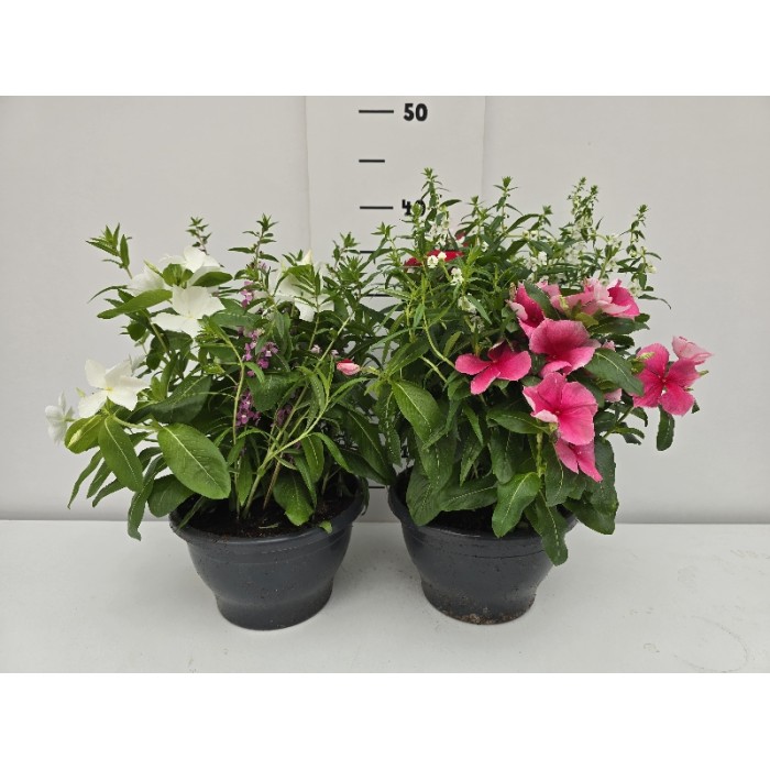 ΣΥΝΘΕΣΗ ΓΛΑΣΤΡΑ 19 cm 2,4 λίτρα