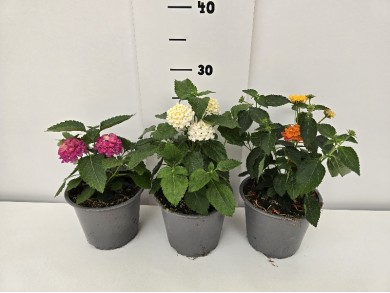 ΛΑΝΤΑΝΑ ΓΛΑΣΤΡΑ 14 cm 1,3 λίτρα