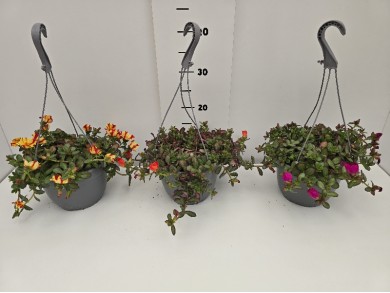 ΠΟΡΤΟΥΛΑΚΑ ΚΡΕΜΑΣΤΗ ΓΛΑΣΤΡΑ 19 cm 2,4 λίτρα
