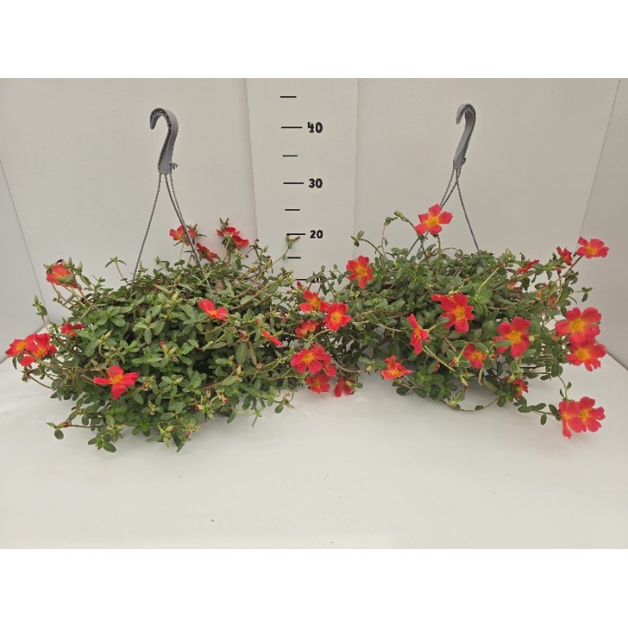ΠΟΡΤΟΥΛΑΚΑ ΚΡΕΜΑΣΤΗ ΓΛΑΣΤΡΑ 19 cm 2,4 λίτρα