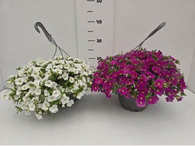 ΚΑΡΙΛΟΝ ΚΡΕΜΑΣΤΗ ΓΛΑΣΤΡΑ 19 cm 2,4 λίτρα