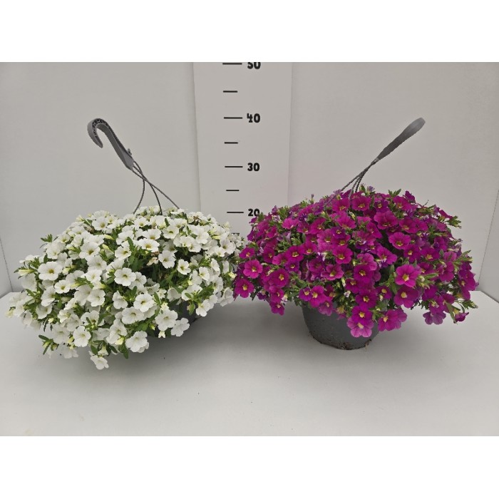 ΚΑΡΙΛΟΝ ΚΡΕΜΑΣΤΗ ΓΛΑΣΤΡΑ 19 cm 2,4 λίτρα