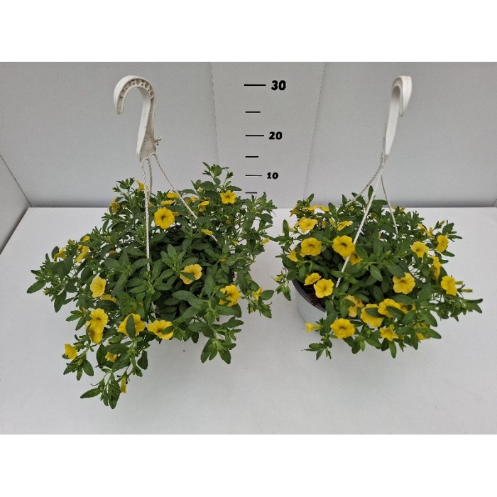 ΚΑΡΙΛΟΝ ΚΡΕΜΑΣΤΗ ΓΛΑΣΤΡΑ 19 cm 2,4 λίτρα