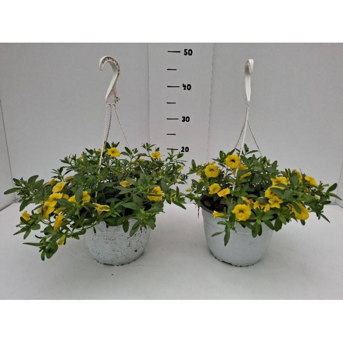 ΚΑΡΙΛΟΝ ΚΡΕΜΑΣΤΗ ΓΛΑΣΤΡΑ 19 cm 2,4 λίτρα