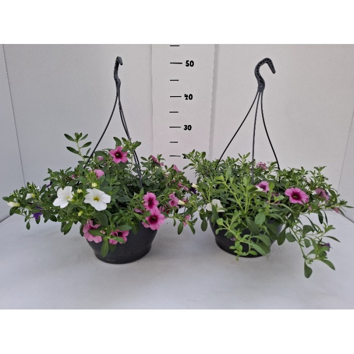 ΚΑΡΙΛΟΝ 3ΧΡΩΜΟ ΚΡΕΜΑΣΤΗ ΠΙΑΤΕΛΑ 23 cm 3,7 λίτρα