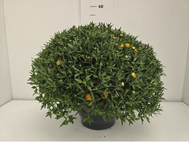 ΧΡΥΣΑΝΘΕΜΑ ΠΙΑΤΕΛΑ 27 cm 6 λίτρα