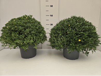 ΧΡΥΣΑΝΘΕΜΑ ΓΛΑΣΤΡΑ 19 cm 3 λίτρα