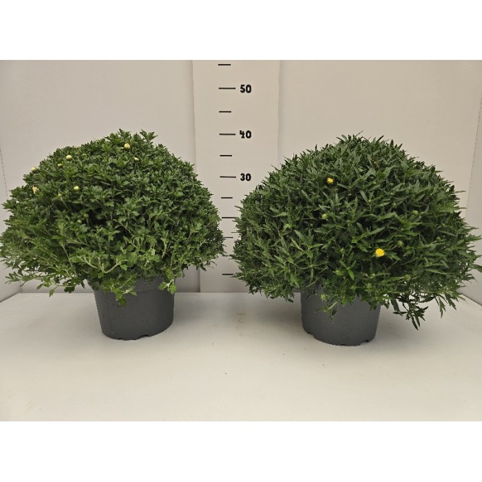 ΧΡΥΣΑΝΘΕΜΑ ΓΛΑΣΤΡΑ 19 cm 3 λίτρα