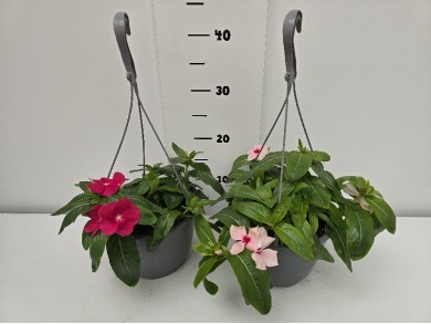 ΒΙΝΚΑ ΚΡΕΜΑΣΤΗ ΓΛΑΣΤΡΑ 19 cm 2,4 λίτρα