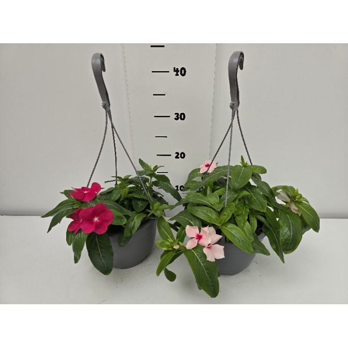 ΒΙΝΚΑ ΚΡΕΜΑΣΤΗ ΓΛΑΣΤΡΑ 19 cm 2,4 λίτρα