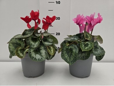 ΚΥΚΛΑΜΙΝΟ ΓΛΑΣΤΡΑ 14 cm
