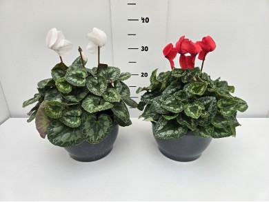 ΚΥΚΛΑΜΙΝΟ ΠΙΑΤΕΛΑ 23 cm 3,7 λίτρα