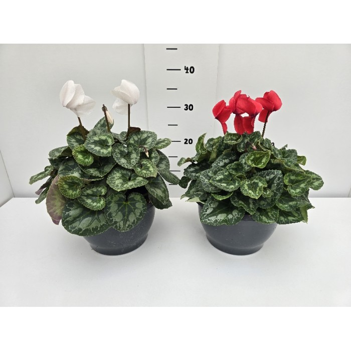 ΚΥΚΛΑΜΙΝΟ ΠΙΑΤΕΛΑ 23 cm 3,7 λίτρα