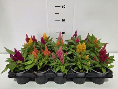 ΣΕΛΟΖΙΑ 10,5 cm 15άρι ΤΕΛΑΡΟ