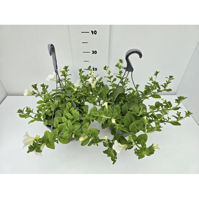 ΣΟΥΡΦΙΝΙΑ ΚΡΕΜΑΣΤΗ ΓΛΑΣΤΡΑ 19 cm 2,4 λίτρα