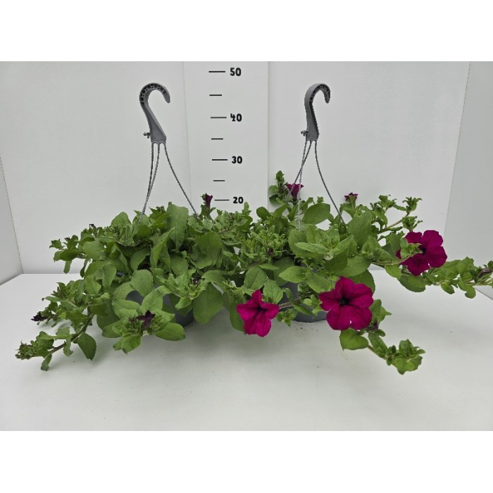 ΣΟΥΡΦΙΝΙΑ ΚΡΕΜΑΣΤΗ ΓΛΑΣΤΡΑ 19 cm 2,4 λίτρα