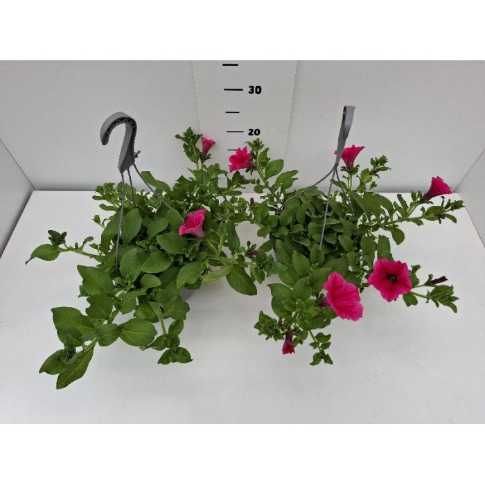 ΣΟΥΡΦΙΝΙΑ ΚΡΕΜΑΣΤΗ ΓΛΑΣΤΡΑ 19 cm 2,4 λίτρα