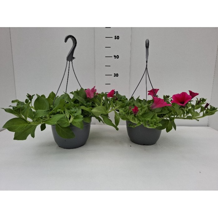 ΣΟΥΡΦΙΝΙΑ ΚΡΕΜΑΣΤΗ ΓΛΑΣΤΡΑ 19 cm 2,4 λίτρα