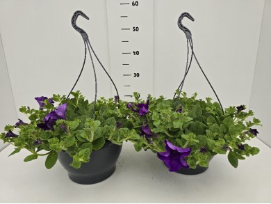 ΣΟΥΡΦΙΝΙΑ ΚΡΕΜΑΣΤΗ ΠΙΑΤΕΛΑ 27 cm 6 λίτρα