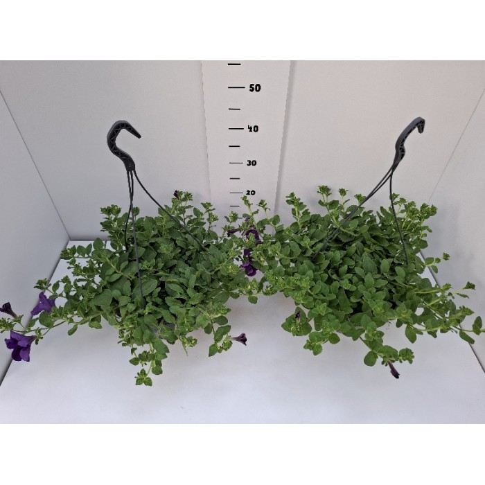 ΣΟΥΡΦΙΝΙΑ ΚΡΕΜΑΣΤΗ ΠΙΑΤΕΛΑ 27 cm 6 λίτρα