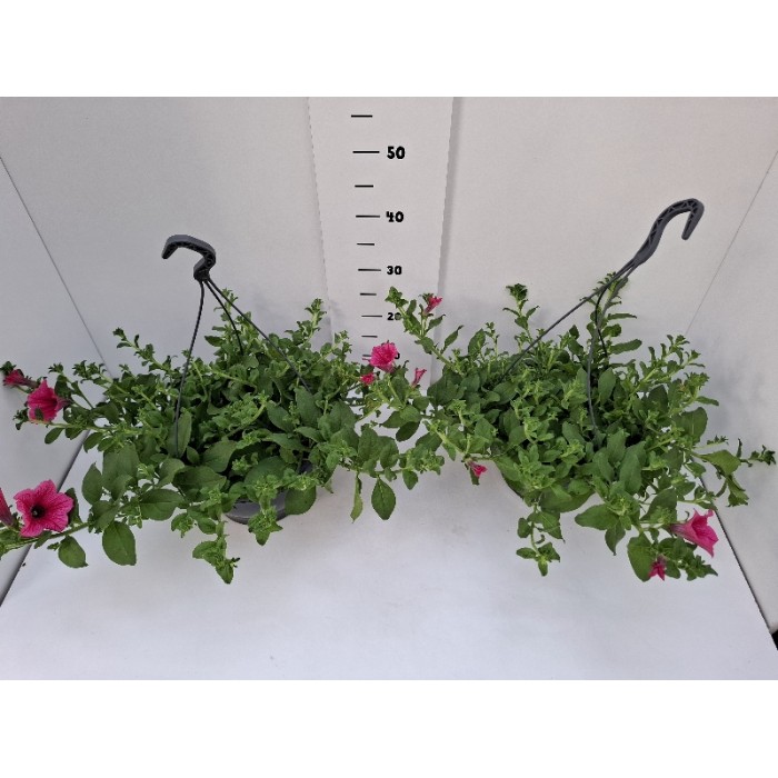 ΣΟΥΡΦΙΝΙΑ ΚΡΕΜΑΣΤΗ ΠΙΑΤΕΛΑ 27 cm 6 λίτρα