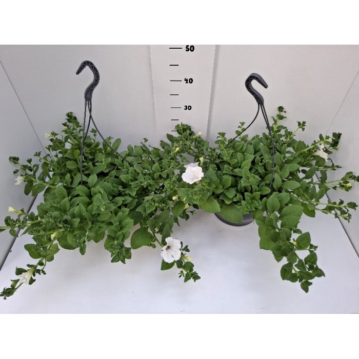 ΣΟΥΡΦΙΝΙΑ ΚΡΕΜΑΣΤΗ ΠΙΑΤΕΛΑ 27 cm 6 λίτρα