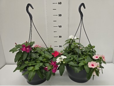 ΒΙΝΚΑ ΚΡΕΜΑΣΤΗ ΠΙΑΤΕΛΑ 27 cm 6 λίτρα
