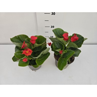 ΒΙΓΟΝΙΕΣ BIG ΓΛΑΣΤΡΑ 14 cm 1,3 λίτρα