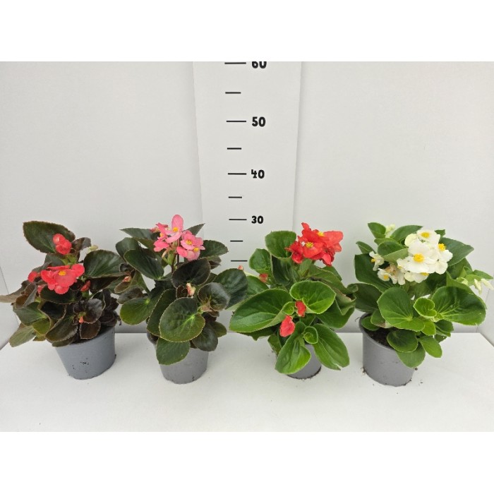 ΒΙΓΟΝΙΕΣ BIG ΓΛΑΣΤΡΑ 14 cm 1,3 λίτρα