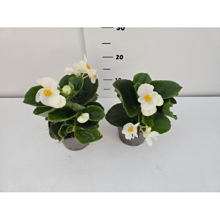 ΒΙΓΟΝΙΕΣ BIG ΓΛΑΣΤΡΑ 14 cm 1,3 λίτρα