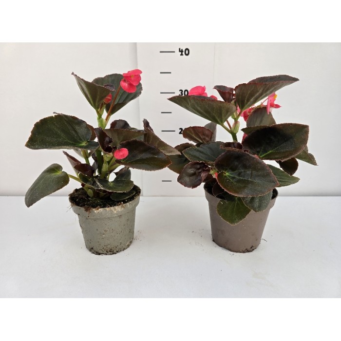 ΒΙΓΟΝΙΕΣ BIG ΓΛΑΣΤΡΑ 14 cm 1,3 λίτρα