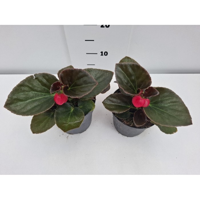 ΒΙΓΟΝΙΕΣ BIG ΓΛΑΣΤΡΑ 14 cm 1,3 λίτρα