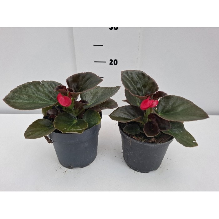 ΒΙΓΟΝΙΕΣ BIG ΓΛΑΣΤΡΑ 14 cm 1,3 λίτρα