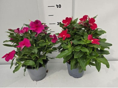 ΒΙΝΚΑ ΓΛΑΣΤΡΑ 14 cm 1,3 λίτρα