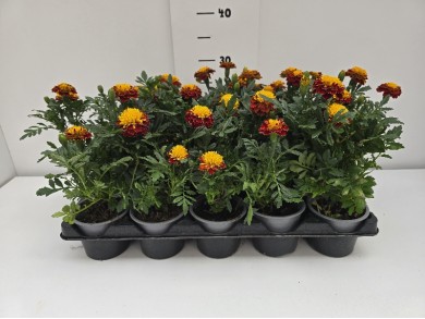 ΚΑΤΙΦΕΣ 10,5 cm 15άρι ΤΕΛΑΡΟ